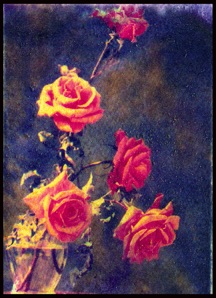 The Roses polaroid trans.jpg